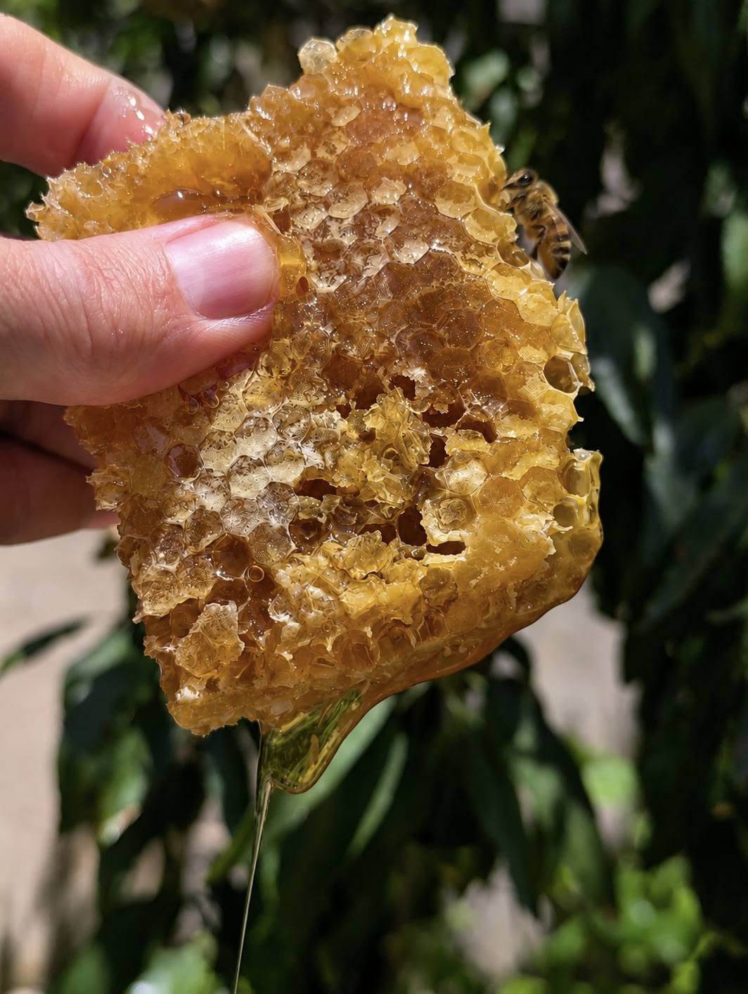 Panal con miel recién extraído